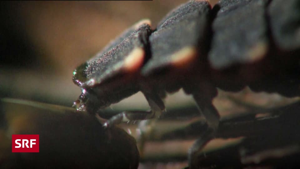 Raubtier Gluhwurmchen Larve Wenn Der Schnecke Der Tod Im Nacken Sitzt Mission B Srf