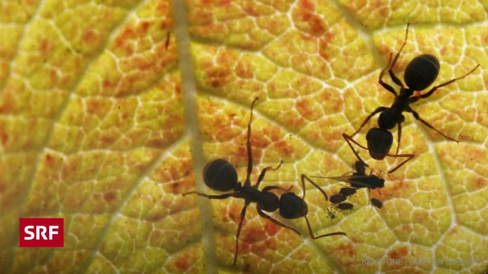 Quiz der Woche Warum sind Ameisen so wichtig für unsere Natur