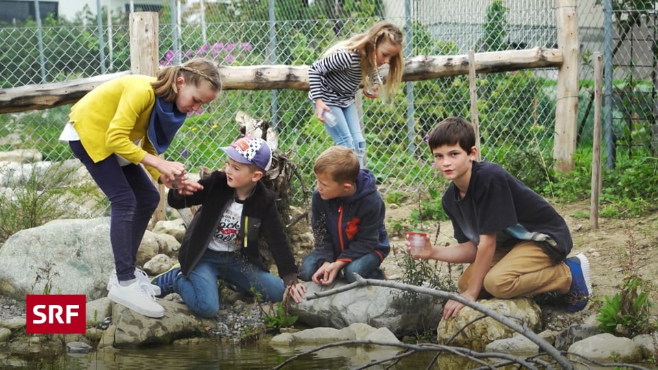 Eine Schule Auf Mission B - Die Primarschule Hinterforst Baut Ihren ...