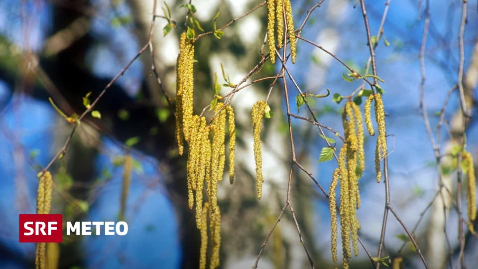 Esche Baum Allergie