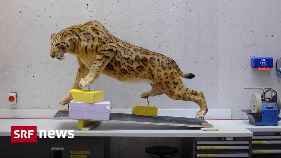 Basel Baselland Das Naturhistorische Museum Basel Zeigt Säbelzahnkatze News Srf 