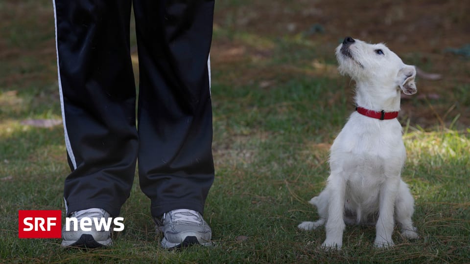 Zentralschweiz Kein Leinenzwang für Zuger Hunde News SRF