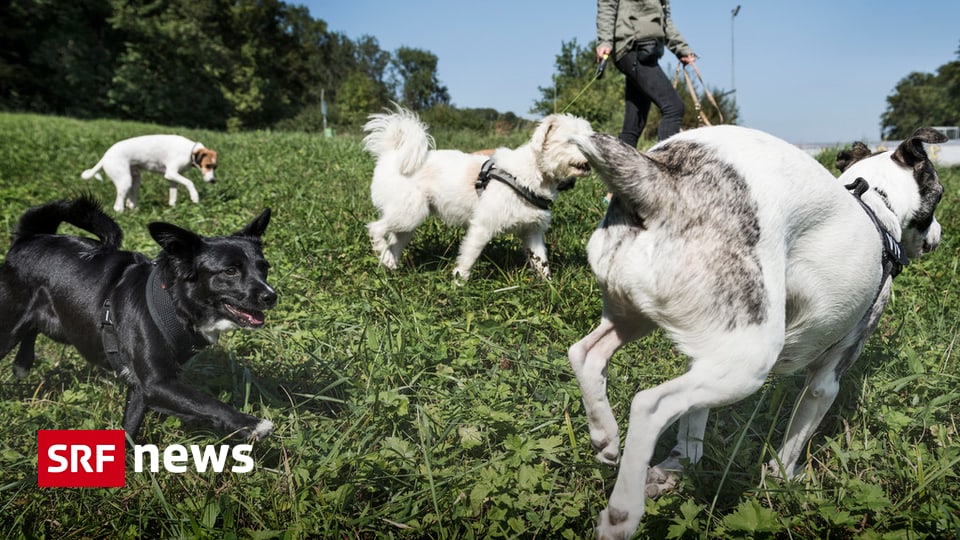 Zentralschweiz Freier Auslauf für Zuger Hunde News SRF