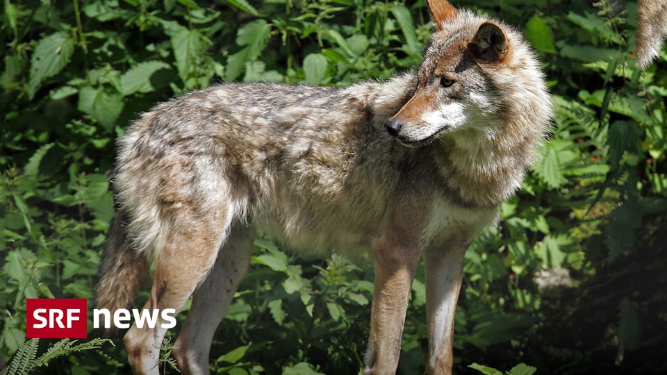 Schweiz Wolf schlägt im Wallis wieder zu News SRF