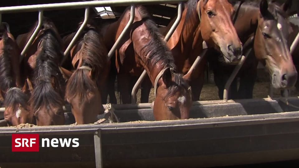 Tierquälerei Pferdezüchter Festgenommen Bauernhof Aufgelöst News Srf 