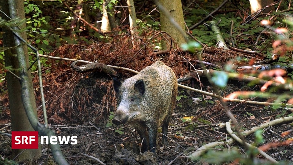 Schwierige Wildschweinjagd - «Jedes Wildschwein Ist Für Die ...