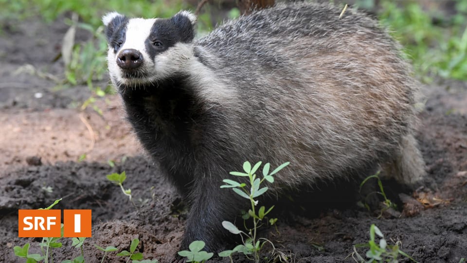 Ratgeber Woche Was Kann Ich Gegen Den Dachs Im Garten Tun