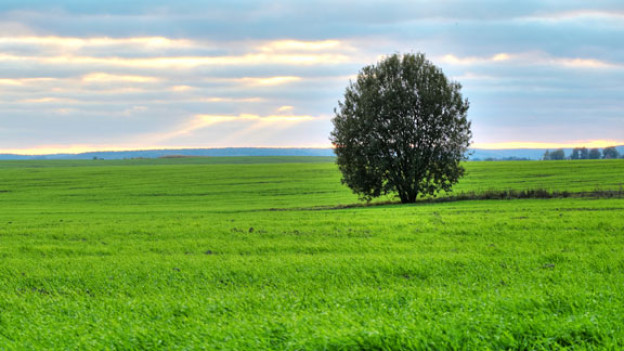 Wieviel Sauerstoff produziert ein Baum? Mailbox SRF