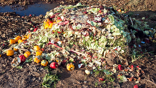 food-waste-wenn-das-essen-im-m-ll-landet-forum-srf