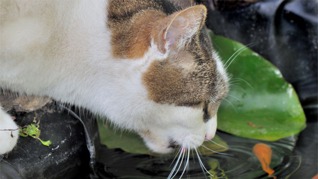 Was Wenn Die Katze Die Koi Fische Des Nachbarn Mag