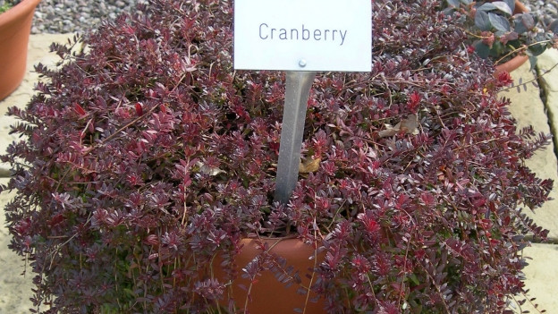 Eigene Cranberries Ernten Ratgeber Srf