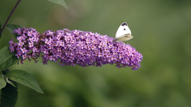 Invasive Neophyten Die Ungeliebten Gaste Im Garten Treffpunkt