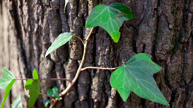 Schadet Efeu Einem Baum