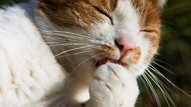 Kaffeesatz Und Tonic Gegen Unerwunschte Katzen Im Garten Trick